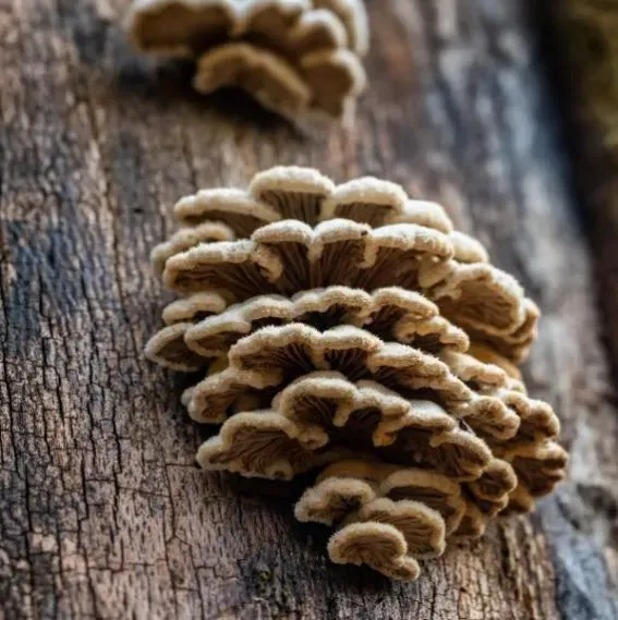 État parasitaire près de Alençon